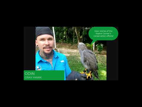 A Brief Virtual Tour of the Belize Raptor Center