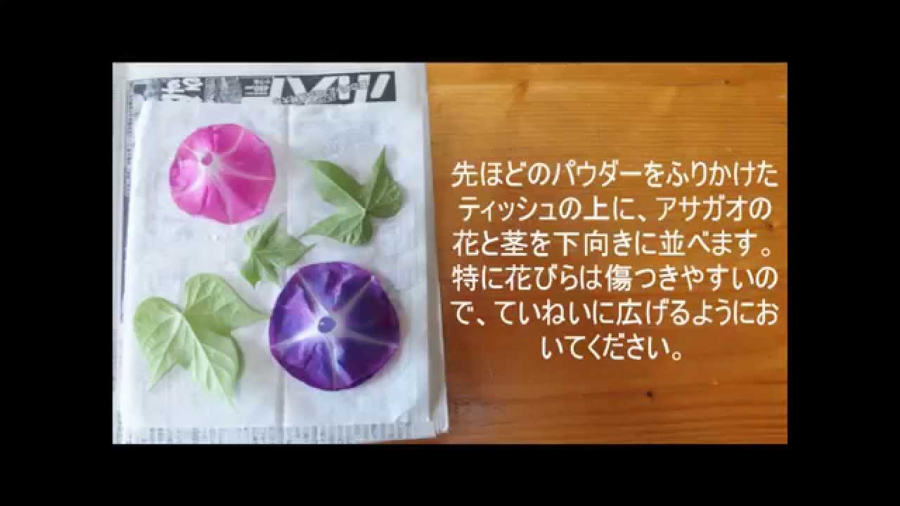 簡単 アサガオの押し花の作り方 夏休みの自由研究に Youtube