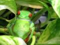 Agalychnis callidryas en chambre de pluie  amplexus et mue