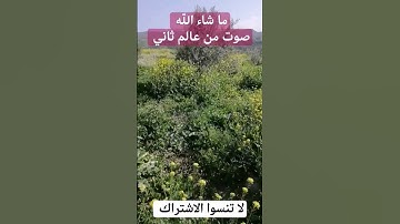 #القرآن_الكريم #quran #تلاوة خاشعة #