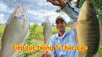 CÂU CÁ THIÊN NHIÊN, Rô Đồng, Thác Lác, Trê Vàng