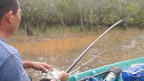 câu cá thác lác, lọt vào mê cung trúng đậm bầy thác lác già @TAMCARO