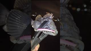 городской рокфишинг на Эгершельде #rockfishing #fishing #рыбалка #владивосток