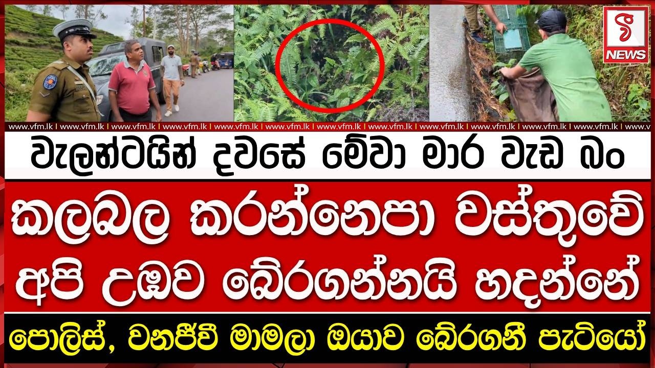 Они отлично подойдут для Дня святого Валентина.