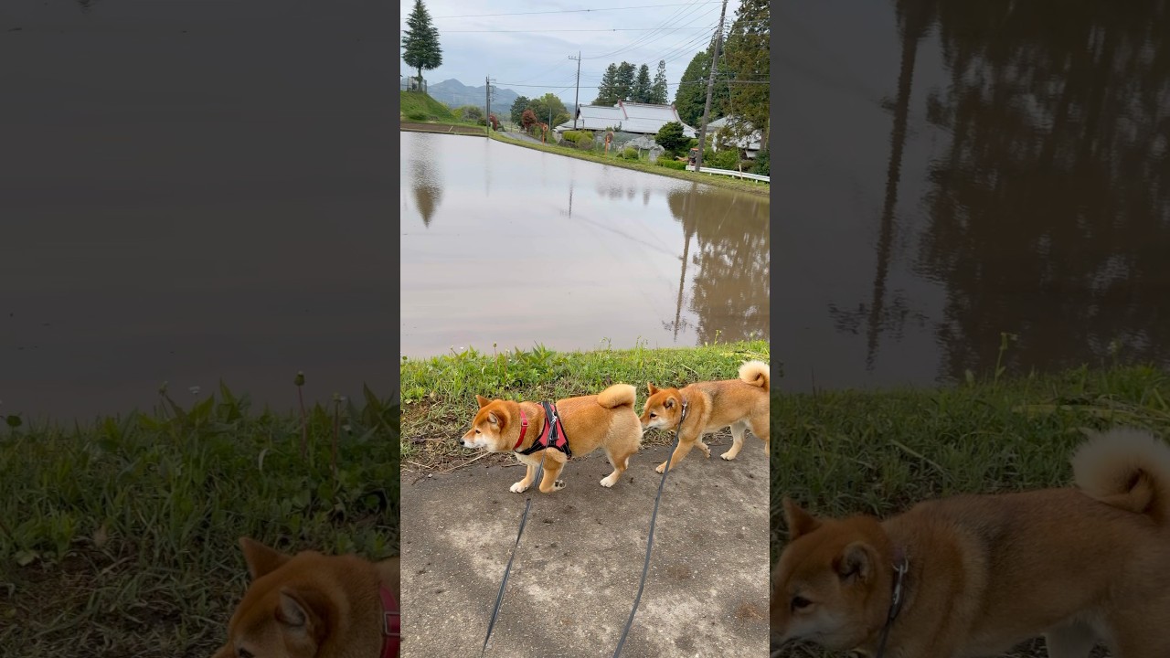 今朝のくん活　なんなんそれ🤣 #柴犬 #shibainu #柴犬親子#くん活