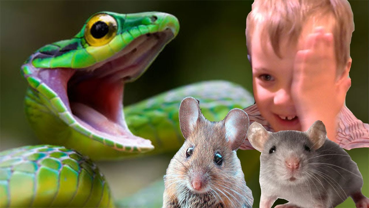 СИМУЛЯТОР маленькой мыши Напала змея создаем семью видео для детей ...