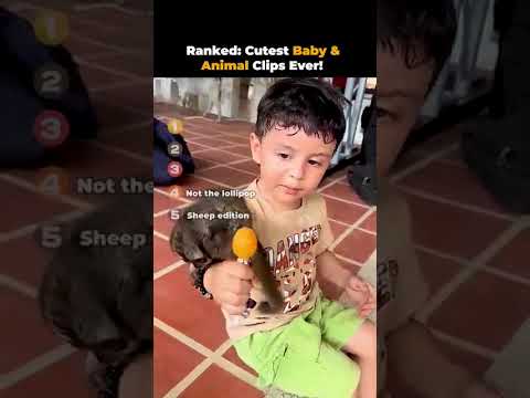 Ranked Cutest Baby Animal Clips Ever Shorts