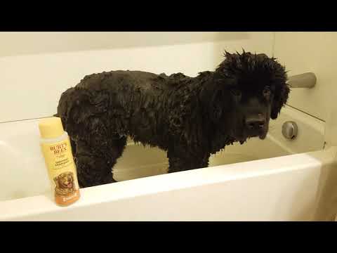 dog-shampoos:-burt