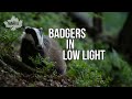 PHOTOGRAPHING BADGERS || Wildlife Photography, Nikon Z6, Low Light