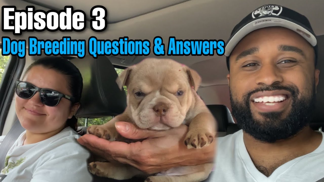 Dog breeding Questions & Answers (Episode 3) Breeders Hacks YouTube