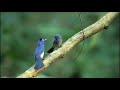 BURUNG SELENDANG BIRU DI ALAM/Pale Blue Flycatcher