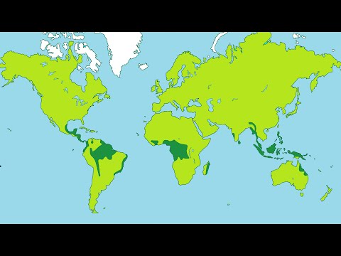 Facts about Tropical Rainforests