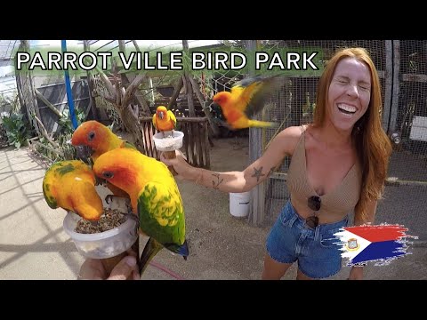 ⁣Papagaios ao ar livre no Caribe em Parrot Ville Bird Park St Marteen
