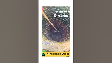 Giếng nước bỗng đầy cá trê – hiện tượng kỳ lạ. #shorst