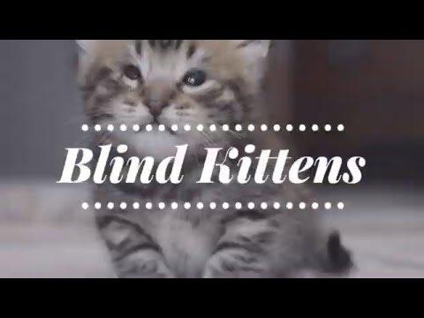 Video: Rey The Blind Cat: Isang Paalala Na Lahat Ng Mga Feline Ay Nababanat At Karapat-dapat Sa Isang Mapagmahal Na Bahay