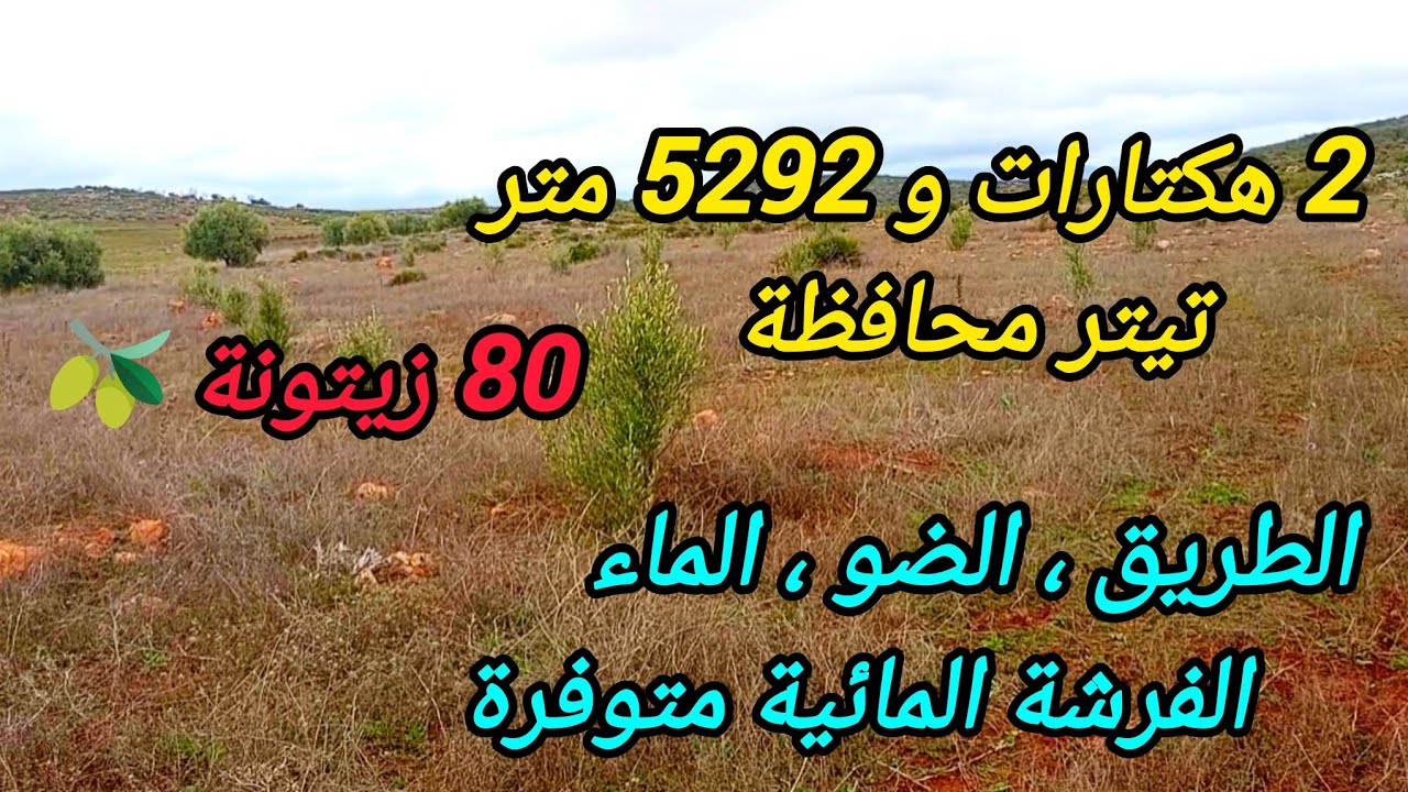 2026-2-10 : أرض تيتر محافظة ،2 هكتارات و5292 متر ،80 زيتونة🫒. طريق،الضو ،الماء الهاتف ☎️  0652902061