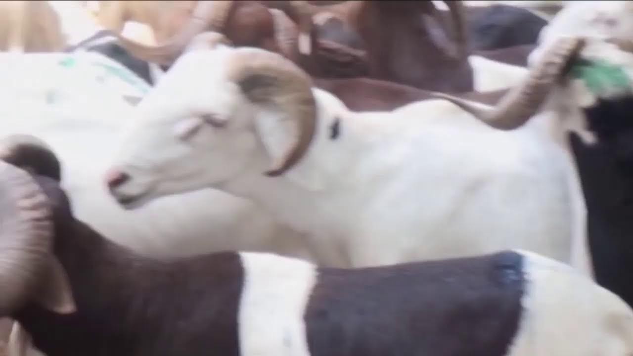 DEALERS LINK SHORTAGE OF RAMS TO HIGH CFA EXCHANGE RATE AGAINST THE 