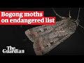 Bogong moth among 124 Australian wildlife additions to endangered species list
