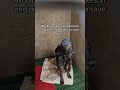 Maya’s treatment is going well, but her fight is far from over💔🐾🙏‎⁨‎⁨@YouTube⁩  #sad#dog#pets#cute