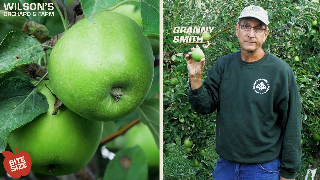 Granny Smith Apples  Bite Size 