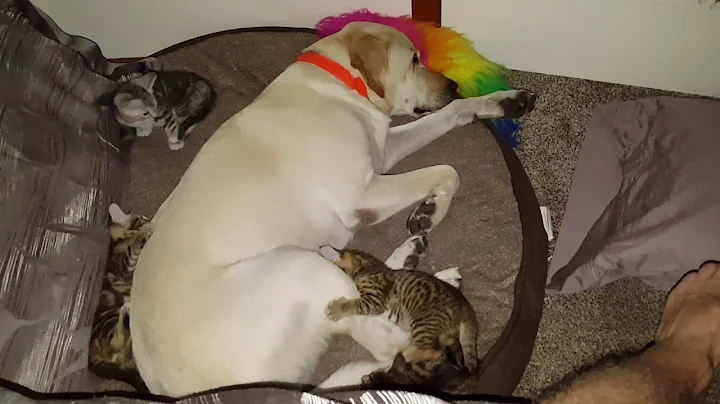 Video 986031: maine coon cross kittens, maine coon kitten playing, savannah kittens playing, dog maine coon