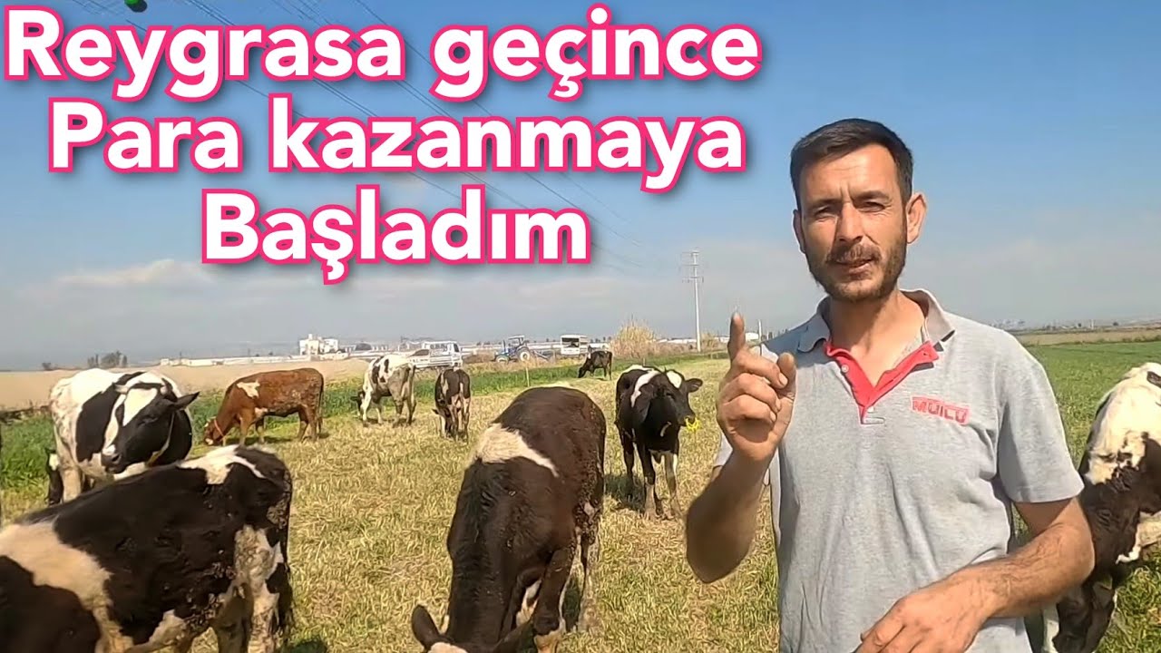 SADECE 5 DÖNÜM REYGRAS İLE 20 İNEK BESLEYEN ÇOBAN TÜM DETAYLARI ANLATI