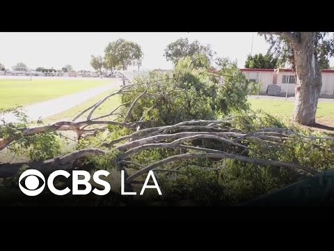 Strong winds knock tree branch onto 13 kids at a Whittier middle school