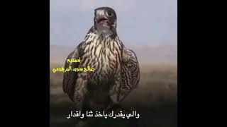 عبد الكريم المالكي يا صقر