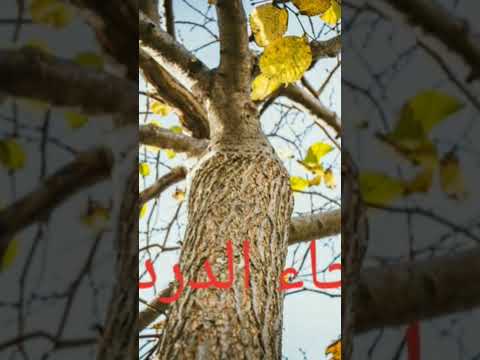 لحاء الدردار للتخلص من السعال