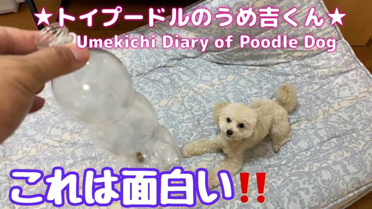 これは面白い トイプードルのうめ吉くん 236日目 Umekichi Diary Of Poodle Dog Youtube