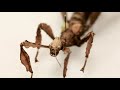 The Entomologist: Insect Expert Challenges Bias Against Bugs | The Regulars