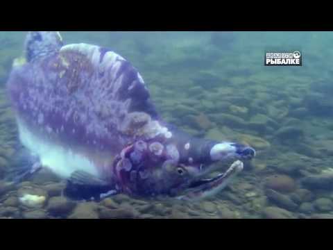 ГОРБУША. ТИХООКЕАНСКИЕ ЛОСОСИ . О чём молчат рыбы 100 Oncorhynchus gorbuscha pink salmon