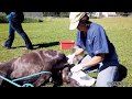 Equine Veterinarian Dr. Jenni Does A Complete Castration of a Miniature Horse