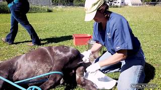 Equine Veterinarian Dr Jenni Does A Complete Castration Of A Miniature Horse