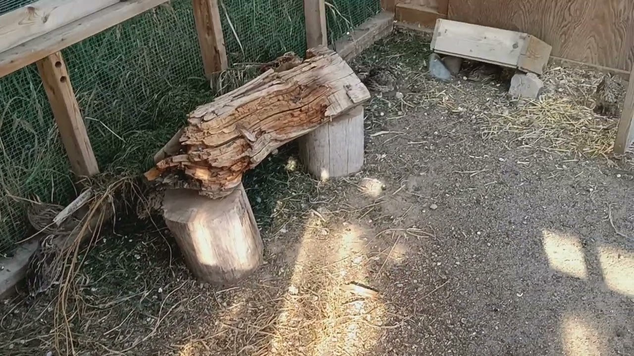 Natural Quail Coop - TOUR & PLANS