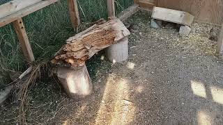 Natural Quail Coop - TOUR & PLANS