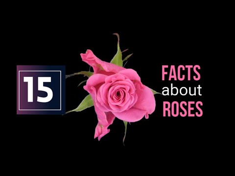 Video: Aké sú niektoré zdedené črty ruže?