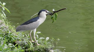 Night Heron Picking Up Branches from Water | Taman Tasik Permaisuri