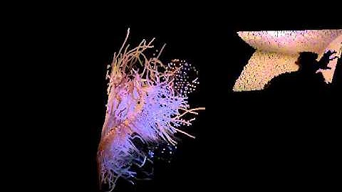 Motion Field with Point Cloud