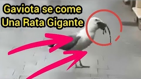 Gaviota se come a una Rata enorme en medio de la calle de Roma Italia HD- 4K