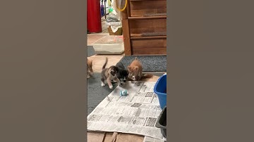 kittens vs. cool robot mouse cat toy 😎 #shorts