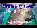 대왕 자바리 4.7kg 67cm 라이브 손질영상/돌돔,쥐치,간,쓸게  한접시 / How to fillet Rockbream & Foolfish & Kelp Grouper/