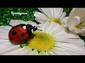 Видео МК Божья Коровка! Ladybug Master class!