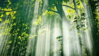 Forest Breath — Grounding Nature Meditation for Inner Peace | NILØ🌙 Healing