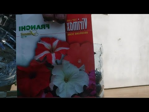 Video: Spremanje sjemenki verbene - kada ubrati sjeme verbene iz biljaka