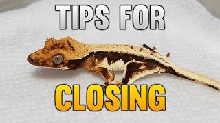 Tips For Closing Down A Reptile Breeding Business