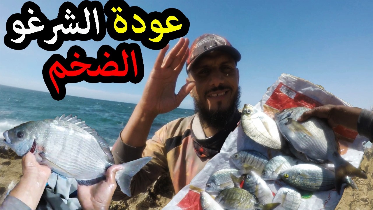 بدا وقت الصيد…عودة الشرغو الضخم الى الميدان