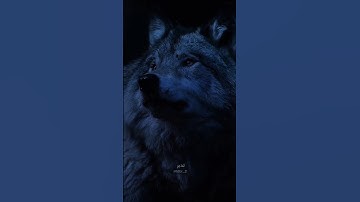 سورة يوسف من أحسن القصص #ارح_قلبك