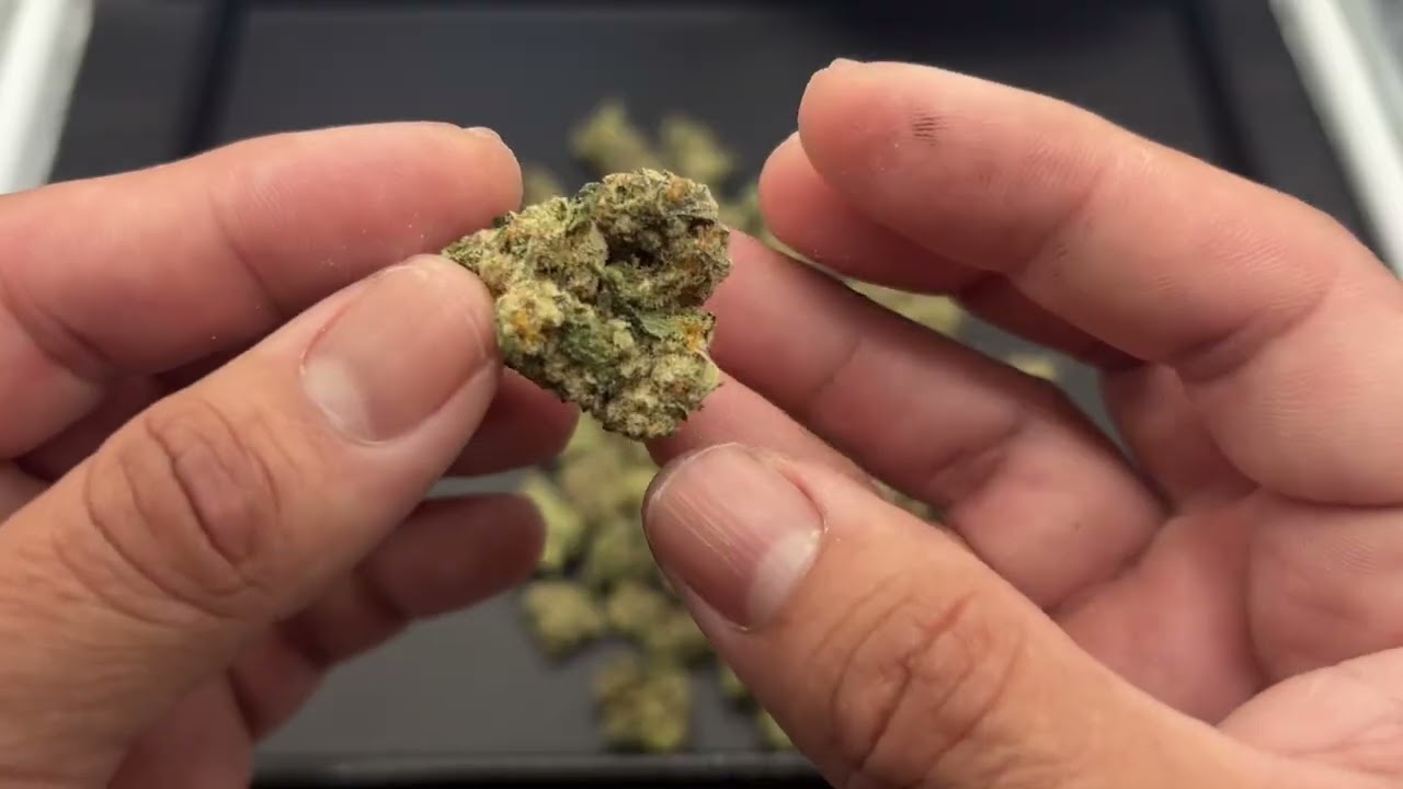 Shop Hello Mary THCA Premium indoor Flower 818 OG & Greenhouse Black Amber Light Box Review