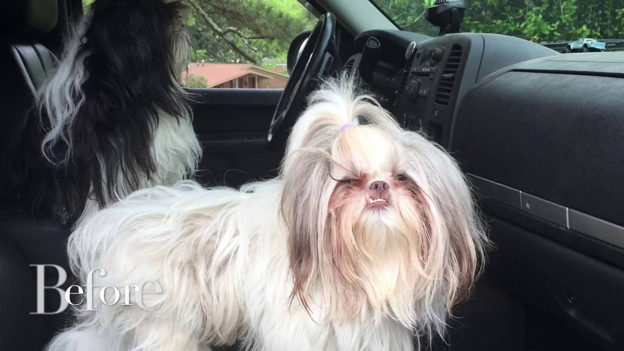 Shih Tzu Hair Cut Youtube